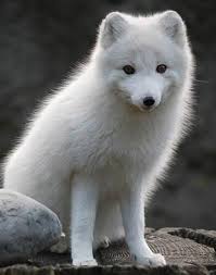 It is in human nature that they like innocence and cuteness. Awwww What A Cute Baby Wolf Animals 2583491 Png Images Pngio