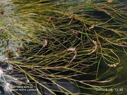 Image result for Schizaea pectinata