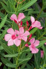 Epingle Sur Trucs Et Astuces Jardinage