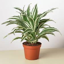 Image result for Dracaenaceae
