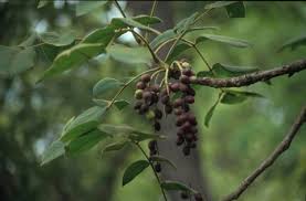 Image result for Lannea schimperi