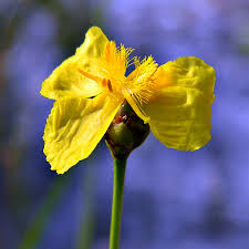 Image result for Xyris