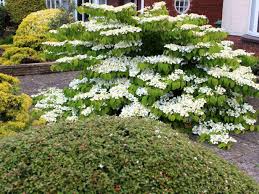 Plants spread from 10 to 15 feet and produce dense clumps of straight twigs that arch to. Viburnum Shrub Diy