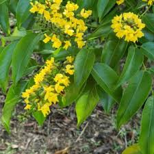 Image result for Erythrina madagascariensis