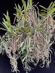 Image result for Rhipidoglossum bilobatum