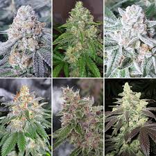 When is the Best Time to Harvest Marijuana Buds? | Grow Weed Easy