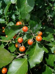 Image result for Cordia afra