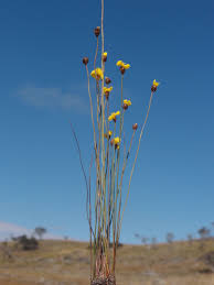 Image result for Xyris capensis