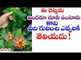 Youtube Lantana Camara Lantana Benefit