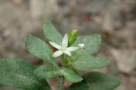 Image result for Glinus