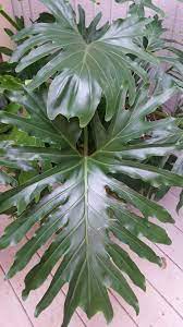 Free shipping on orders over $99 with arrive alive guarantee from the tree center. Philodendron Home Garden Information Center