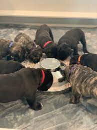 Established in 1998, cabeza grande kennel is a small, dedicated kennel interested in improving the state of the presa canario in the united states. Presa Canario Puppies For Sale La Nobleza Kennel