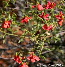 Image result for Hermannia parvula