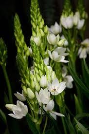 Rare flowers from warm climate. 43 South African Bulbs Ideas Plants Planting Flowers Trees To Plant