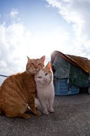 50 Amazing Photos From Cat Heaven Island In Japan Cat Heaven Cat Island Cats