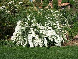 Piccoli fiori bianchi a grappolo in primavera. Spirea Il Giardino Degli Angeli