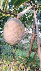 Image result for Lannea schimperi