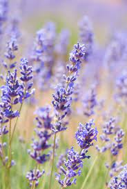 Guide Culinary Lavender Edible Lavender Culinary Lavender Lavender Flowers