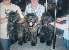 Lancaster puppies has your boston terrier for sale. Cam Kennels Welcomes You