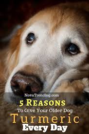 5 Reasons To Give Your Older Dog Turmeric Every Day Senior Dogs Care Elderly Dogs Elderly Dog Care