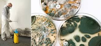 Durch die luftzirkulation werden die schimmelsporen lediglich im ganzen haus verteilt, was das problem zusätzlich verschlimmert. Schimmel Im Gartenhaus Tipps Zum Vorbeugen Und Entfernen