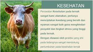 Harapannya hal ini akan menjadi nilai tambah bagi kami dimata konsumen yang bisa membedakan antara produk dan layanan yang kami tawarkan dengan yang lainnya. Contoh Surat Penawaran Hewan Qurban Tahun 2020 Surat Penawaran
