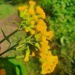 Image result for Crassocephalum montuosum