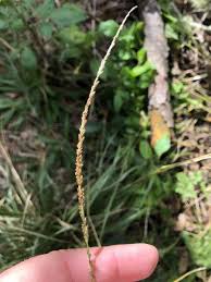 Image result for Sporobolus coromandelianus