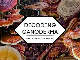 Image result for Ganoderma lucidum