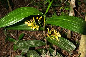 Image result for Corymborkis