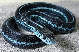 Puget Sound Garter Snake Blue Morph Thamnophis Sirtalis Pickeringii Snake Cute Reptiles Pretty Snakes