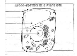 Under the microscope, an animal cell shows many different parts called organelles, that work together to keep the cell functional. Using The Microscope To Compare Plant Animal Cells Pangburn S Posts