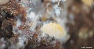 We did not find results for: How To Get Rid Of Mealybugs In Soil Plantcaretoday Com