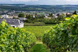 2 luxembourg top wineries 3. Wine Explorers Luxembourg A Major Surprise