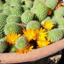 New player guides and resources. What Is The Purpose Of Thorns On Cactus Plant Survival Characteristics