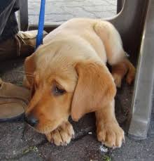 Some people debate that when pale chocolate labs mated, the result was in the form. Slightly Late Dog Of The Day Lucy The Adorable Lab Golden Mix Puppy The Dogs Of San Francisco