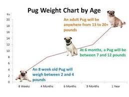 Pug Dog Growth Chart Pug Weight Puppy Growth Chart Pugs