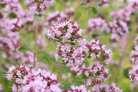 Image result for Origanum
