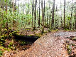 Beyond Death And Pain The Truth About Japan S Suicide Forest Gaijinpot