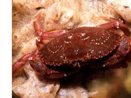 The steamer has been featured in usa today,. Different Types Of Crab With Pictures Owlcation