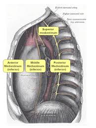 Image result for Pericardium