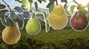 Pear Varieties List Guide To Ten Pear Types Usa Pears