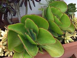 The cotyledon orbiculata cv is a top voted chubby cutie! Cotyledon Orbiculata Var Oblonga Macrantha World Of Succulents
