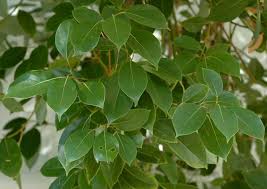 Pin Pa Urteplanter