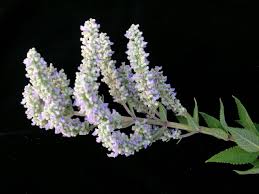 Image result for Isodon