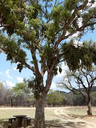 Image result for Philenoptera