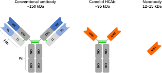 The igg antibody secretory cells a conventional igg is composed of two h and two l chains. Applications Of Nanobodies In Plant Science And Biotechnology Springerlink