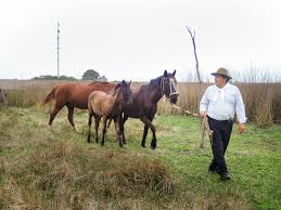 Horse gear horse tack horse adventure horse costumes horse photos horse breeds saddles beautiful horses beautiful. Communities Honor Role Of Horses In Argentine History