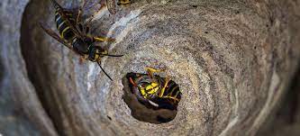 It's futile, but they do attempt reconstruction. The Fantastic Guide To Wasp Nests Fantastic Pest Control Australia