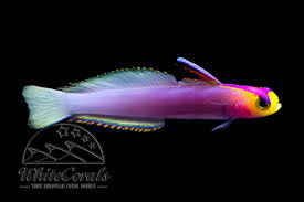 Image result for Hemarthria natans